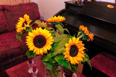 Kirkkaankeltaiset auringonkukat tai Helianthus Annuus Andien vuoristosta Kolumbiassa koristaa kotia Bogota Cityssä af Mano Chandra Dhas