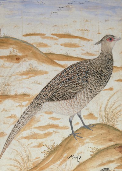 Himalaya cheer fasan, Jahangir Periode, Mughal, ca. 1620 (akvarel) af Mansur