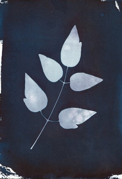 Cyanotype, 2023 (cyanotype på papir) af Marco Campedelli