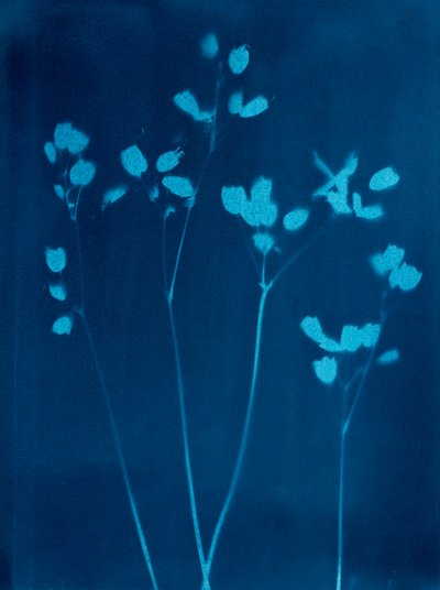 Små blomster, 2023 (cyanotypi) af Marco Campedelli