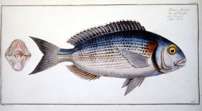 Naturhistorisk plade: Brasen fra Marc Elieser Bloch Ichtyologie Paris - Berlin - London 1787. af Marcus Élieser Bloch