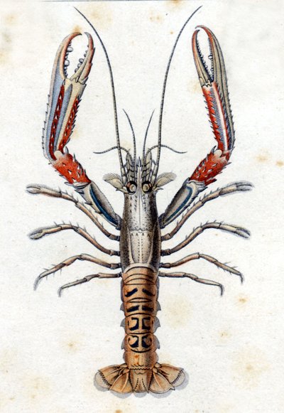 Naturhistorisk plade: Langoustine efter Marc Elieser Bloch Ichtyologie Paris - Berlin - London 1787. af Marcus Élieser Bloch