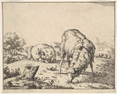 Får, fra et sæt af 16 plader, 1664. af Marcus de Bye