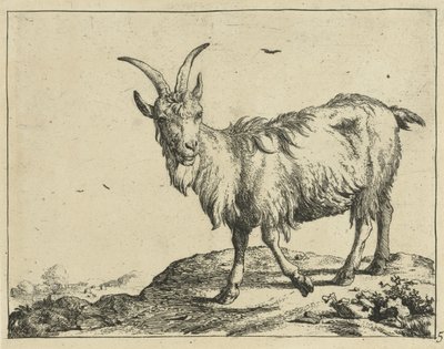 Stående ged forfra Geder og bukke (serietitel) af Marcus de Bye