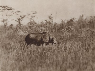 Browsing af Marcuswell Maxwell