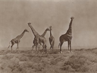 På sletterne i Kenya af Marcuswell Maxwell
