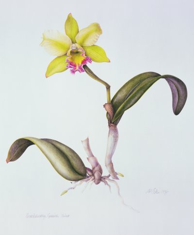 Brassolaeliocattleya Greenwich, Elmhurst (akvarel på papir) af Margaret Ann Eden