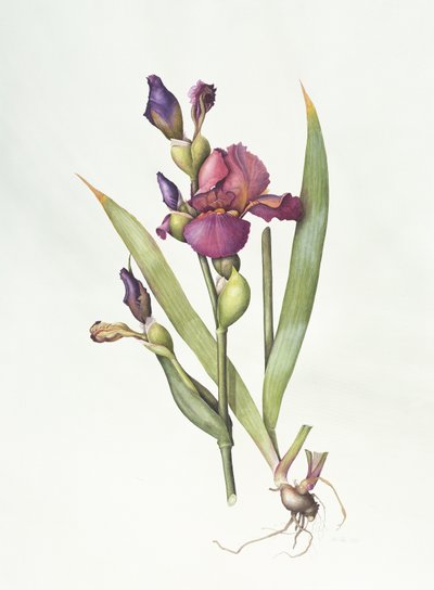 Iris (akvarel på papir) af Margaret Ann Eden