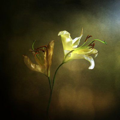 Blomstrende og visnende lilje af Margaret Halaby