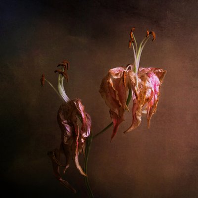Elegante, visnende liljer af Margaret Halaby