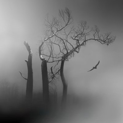 Lone Bird – Tågede træer af Margaret Halaby