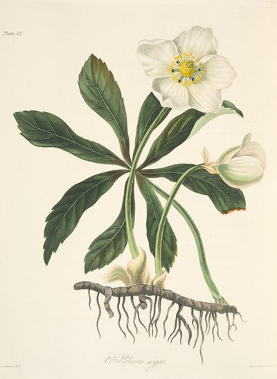Black Hellebore eller Christmas Rose, fra Floral Illustrations of the Seasons, pub. 1829 (håndfarvet gravering) af Margaret Roscoe