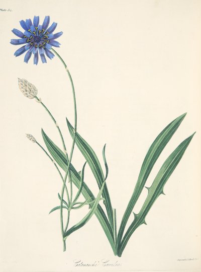Blue Catananche, fra Floral Illustrations of the Seasons, pub. 1829 (håndfarvet gravering) af Margaret Roscoe