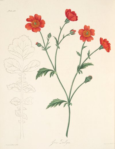 Chilenske Avens, fra Floral Illustrations of the Seasons, pub. 1829 (håndfarvet gravering) af Margaret Roscoe
