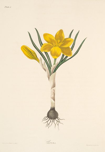 Almindelig gul krokus, fra Blomsterillustrationer af årstiderne, pub. 1829 (håndfarvet gravering) af Margaret Roscoe