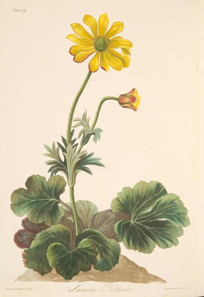 Cyclamen-leaved Anemone, fra Floral Illustrations of the Seasons, pub. 1829 (håndfarvet gravering) af Margaret Roscoe