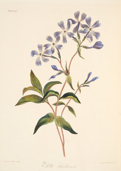 Early Flowering Lychnidea, fra Floral Illustrations of the Seasons, pub. 1829 (håndfarvet gravering) af Margaret Roscoe