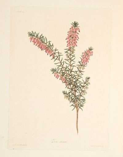 Kødfarvet, tidligt flydende Heath, fra Floral Illustrations of the Seasons, pub. 1829 (håndfarvet gravering) af Margaret Roscoe