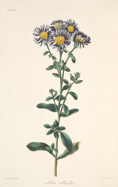 Italiensk Aster, fra Floral Illustrations of the Seasons, pub. 1829 (håndfarvet gravering) af Margaret Roscoe