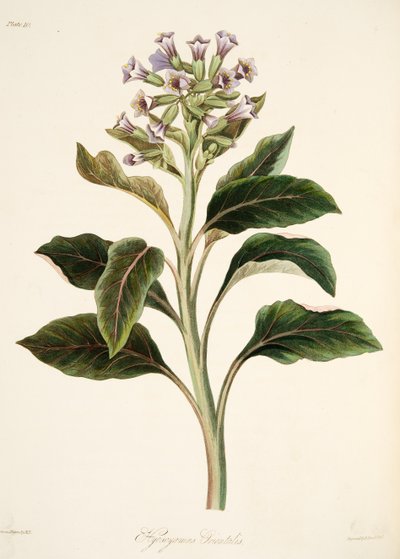 Oriental Hyoscyamus, fra Floral Illustrations of the Seasons, pub. 1829 (håndfarvet gravering) af Margaret Roscoe