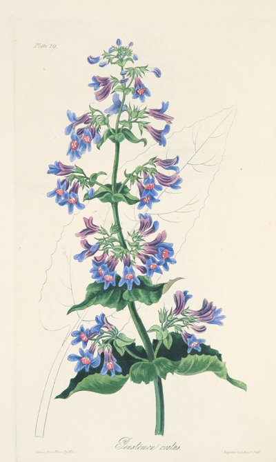 Ovate-leaved Penstemon, fra Floral Illustrations of the Seasons, pub. 1829 (håndfarvet gravering) af Margaret Roscoe