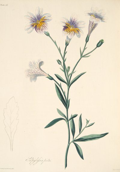 Malet Salpiglossis, fra Floral Illustrations of the Seasons, udg. 1829 (håndkoloreret gravering) af Margaret Roscoe