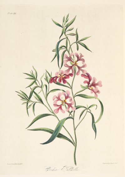 Pretty Clarkia, fra Floral Illustrations of the Seasons, pub. 1829 (håndfarvet gravering) af Margaret Roscoe