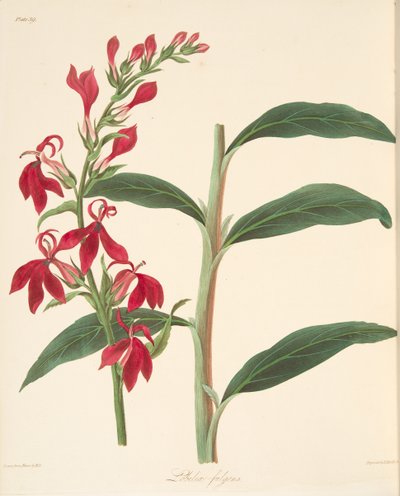 Refulgent Lobelia, fra Floral Illustrations of the Seasons, pub. 1829 (håndfarvet gravering) af Margaret Roscoe