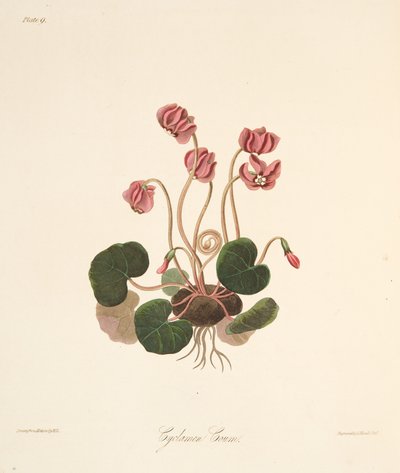 Round Leaved Cyclamen, fra Floral Illustrations of the Seasons, pub. 1829 (håndfarvet gravering) af Margaret Roscoe