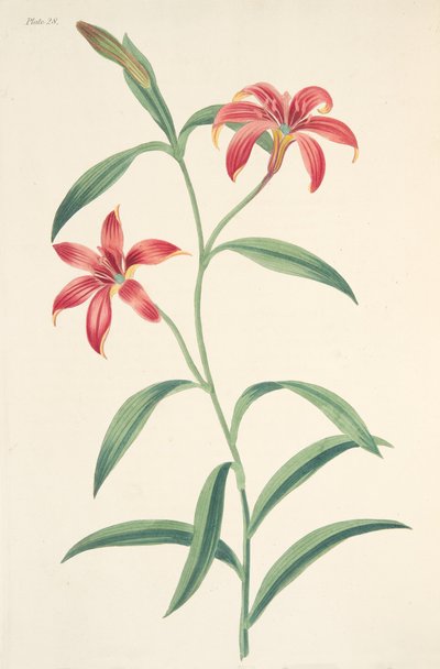 Selvfarvet kinesisk lilje, fra Floral Illustrations of the Seasons, pub. 1829 (håndfarvet gravering) af Margaret Roscoe