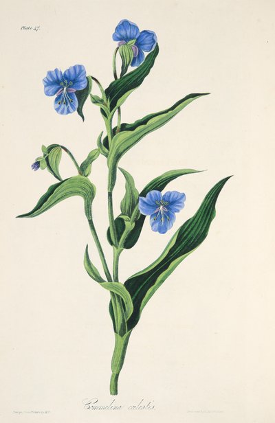 Himmelblå Commelina, fra Floral Illustrations of the Seasons, pub. 1829 (håndfarvet gravering) af Margaret Roscoe
