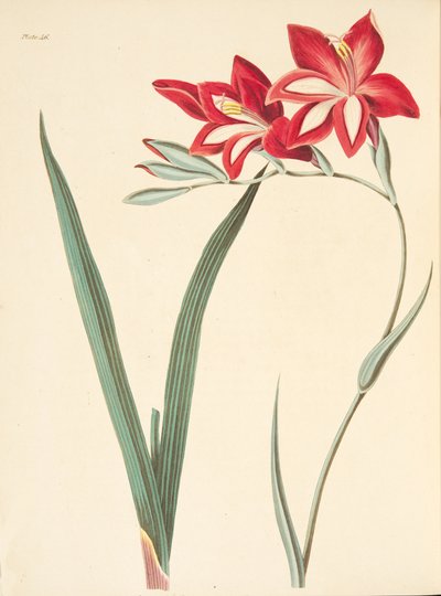 Fremragende Corn-Flag, fra Floral Illustrations of the Seasons, pub. 1829 (håndfarvet gravering) af Margaret Roscoe