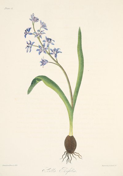 Two-leaved Squill, fra Floral Illustrations of the Seasons, pub. 1829 (håndfarvet gravering) af Margaret Roscoe