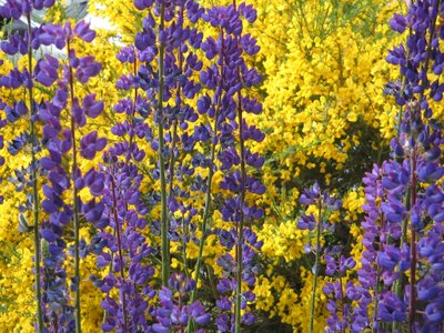 Lupiner på Tierra del Fuego. af Margareta Uliarte