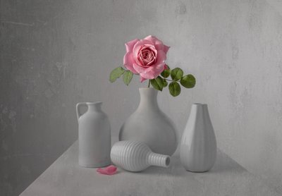 Stilleben med en delikat lyserød rose af Margareth Perfoncio