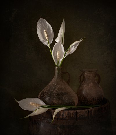 Moody-fredsliljer af Margareth Perfoncio