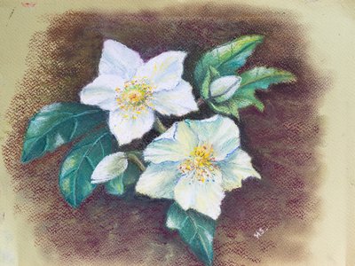 Hellebore, 2020 (pastel) af Margo Starkey