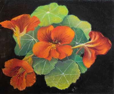 Nasturtiums, 2020 (pastel) af Margo Starkey