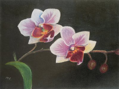 Orkidé i mit soveværelse, 2020 (pastel) af Margo Starkey