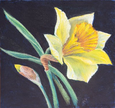 Skønheden ved en påskelilje, 2021 (pastel) af Margo Starkey