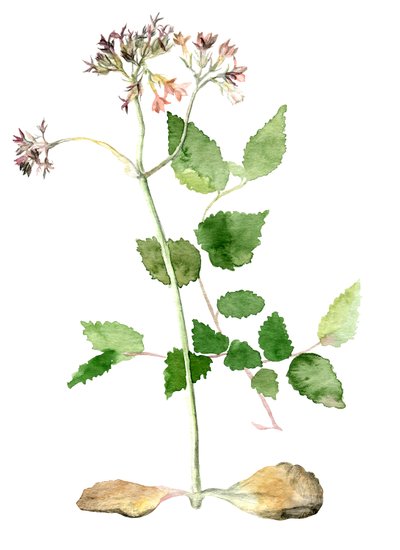 Blomster, 2018 af Maria Basea