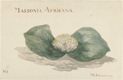 Bloem Massonia Africana MASSONIA AFRICANA (titel på objekt) af Maria Geertruida Barbiers Snabilié