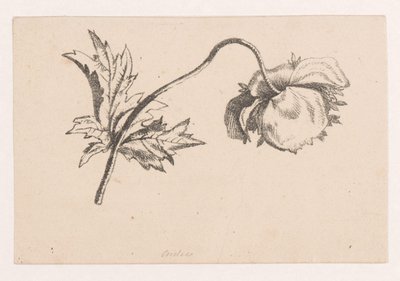 Valmue af Maria Geertruida de Goeje Barbiers (attributed to)