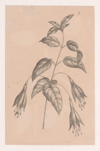 Gren med blomster af Maria Geertruida de Goeje Barbiers (attributed to)