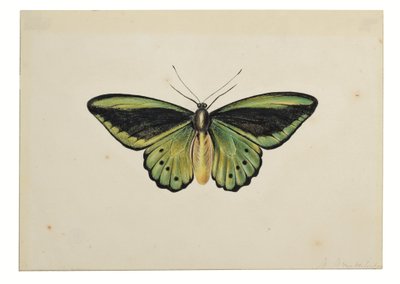 Sommerfugl, Almindelig grøn mosaikguldsmed (Ornithoptera priamus) af Maria Margaretha van Os