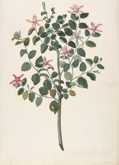 Studie af en plante med rødlilla blomster Sebastiana africana purpurea, 1695. af Maria Monninckx