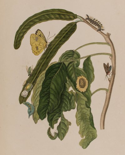 Illustration fra 