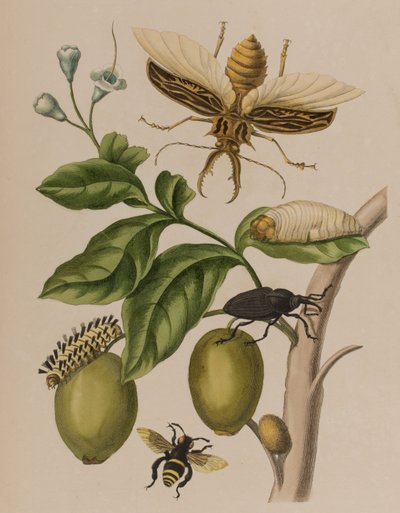 Illustration fra 