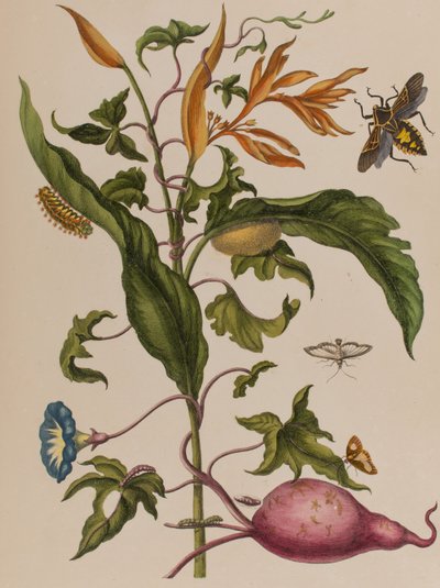 Illustration fra 