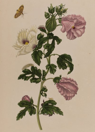 Illustration fra "Metamorphosis insectorum Surinamensium. Ofte Verandering der Surinaamsche Insecten", udgivet i 1705 (farvet stik) af Maria Sibylla Graff (after) Merian